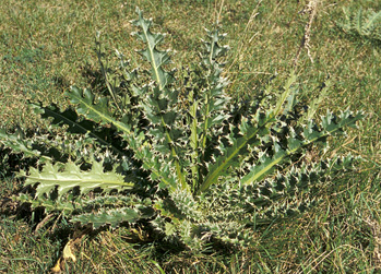 musk thistle rosette small page 68