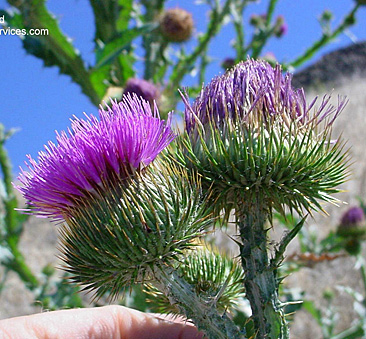 scotch thistle bloom small page 72
