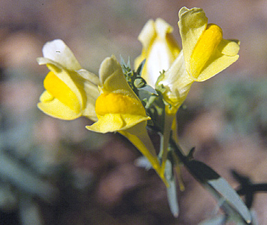 yellow toadflax flowers small page 77