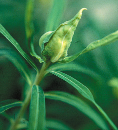 Figure 4 Leafy spurge stem