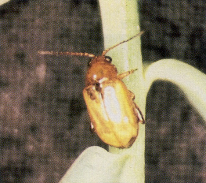 Figure 3 Flea beetle adults