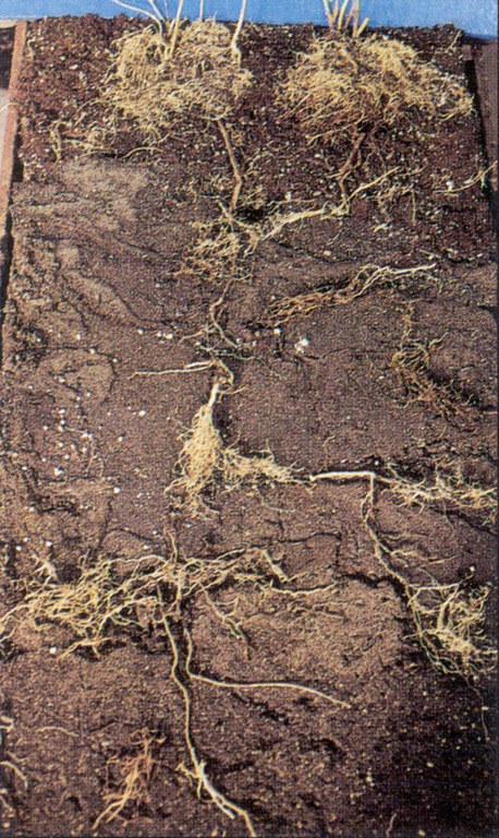 Roots of leafy spurge