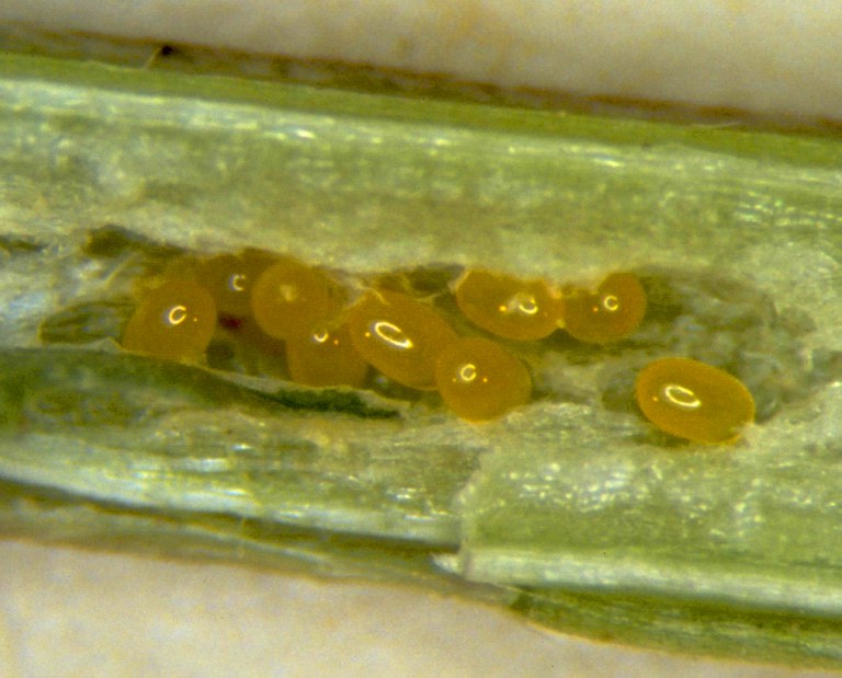 Figure 2 Alfalfa weevil eggs