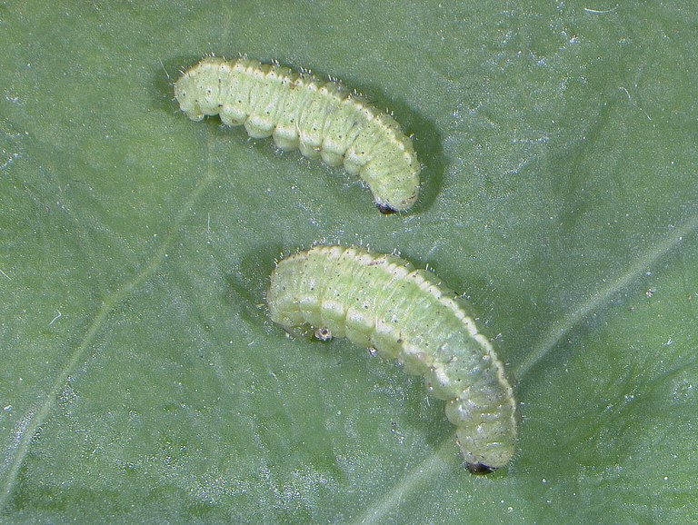 Figure 3 Mature alfalfa weevil larva