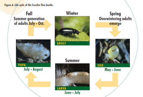 Figure 4 Life cycle of the alfalfa weevil