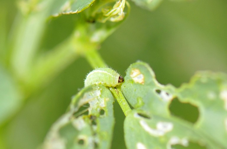 Figure 5 Alfalfa weevil larva feeding on alfalfa leaf
