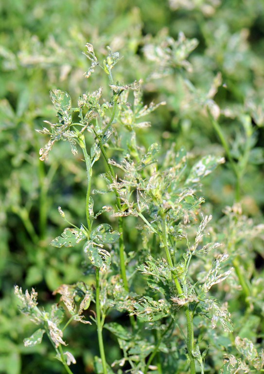 Figure 8 Close-up of alfalfa weevil defoliation