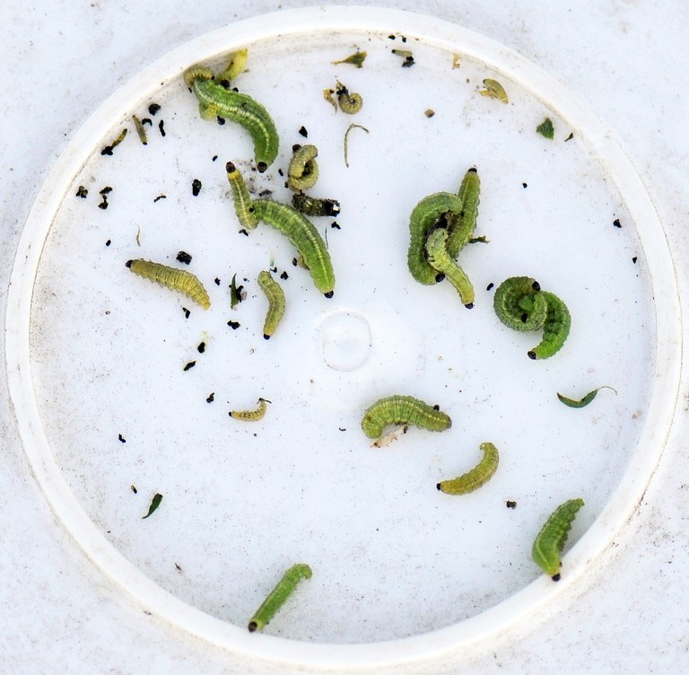 Figure 9 Alfalfa weevil larvae 