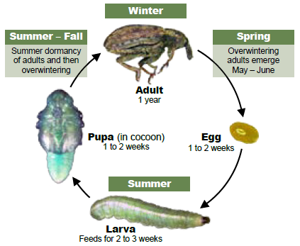 Figure 4 Life cycle of alfalfa weevil