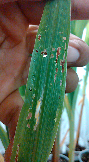 Adult corn rootworm feeding injury to leaf