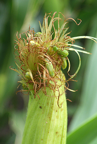 Northern corn rootworm adult feeding on corn silks