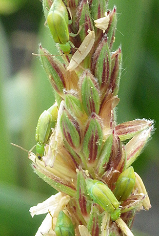 Northern corn rootworm adults feeding on corn tassel/pollen