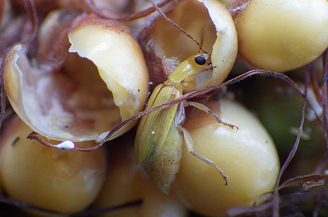 Northern corn rootworm adult feeding on corn kernels
