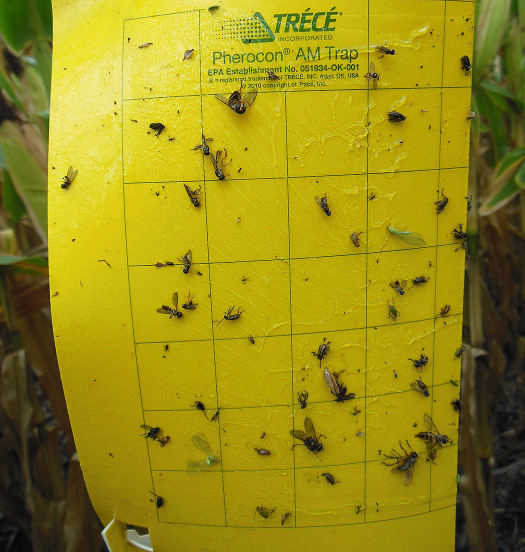 Sticky trap for adult corn rootworms