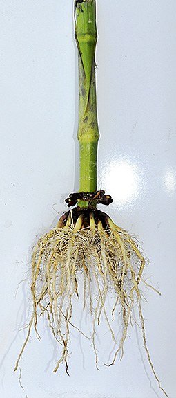 Healthy root with minimal corn rootworm feeding