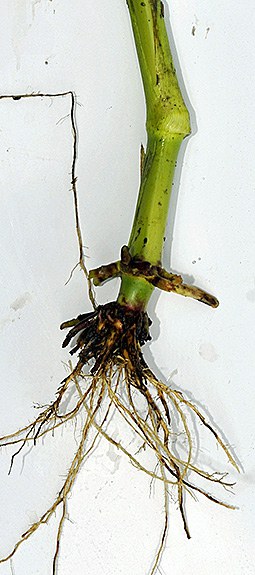root injured by corn rootworm larvae