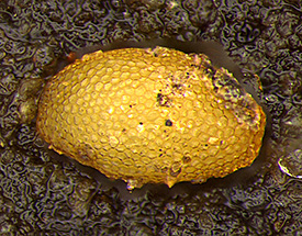 Close up of single egg