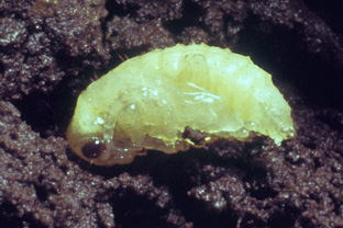 Corn rootworm pupa