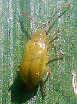 Northern corn rootworm adult