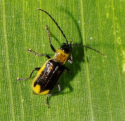 Male western corn rootworm adult