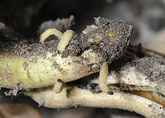 Corn rootworm larval feeding