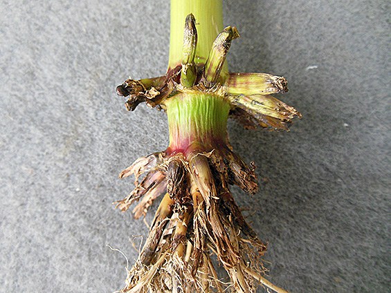 Corn root injury by corn rootworm larvae
