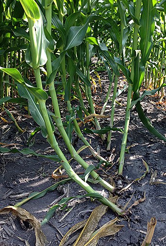 Lodged corn stalk showing goose-necking symptoms