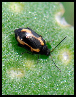 Figure 2, Adult stripped flea beetle