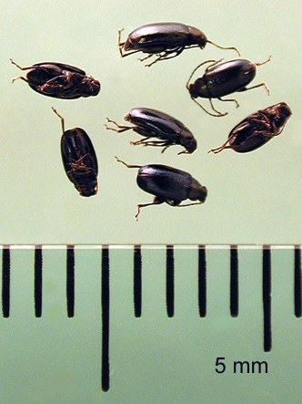 Figure 1 Adult crucifer flea beetle