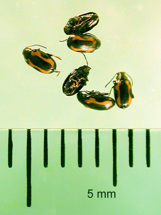 Figure 2 Striped flea beetle group