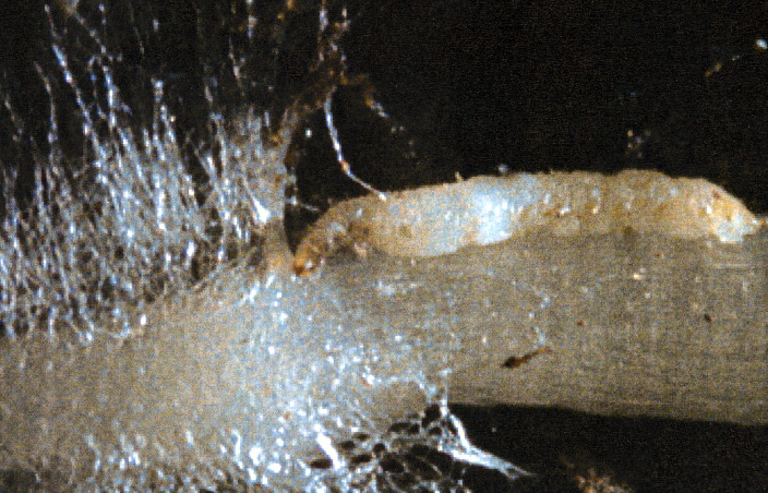 Figure 4 Flea beetle larva
