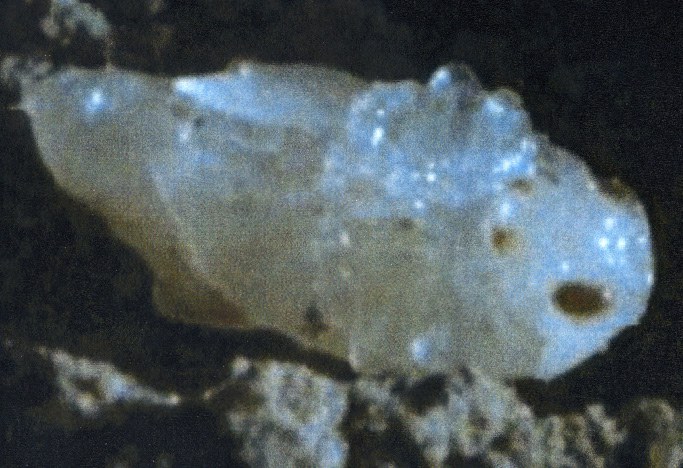 Figure 5 Flea beetle pupa