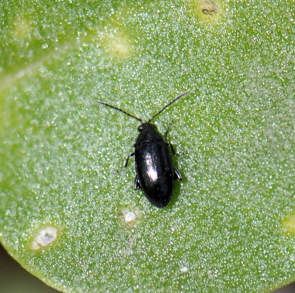 Figure 1 Adult crucifer flea beetle single
