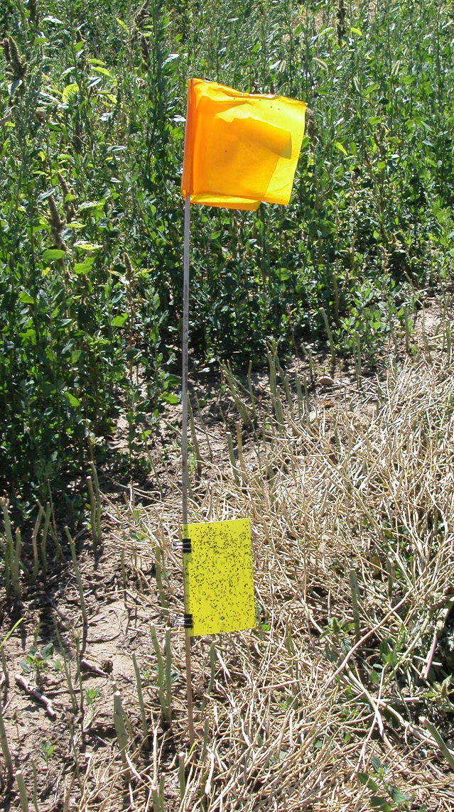 Figure 10sticky trap used for monitoring flea beetles