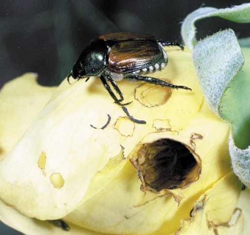 Japanese beetle damage to rose