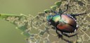 Japanese Beetle Cover