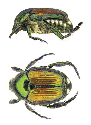 Figure 1 Photo by P. Beauzay, NDSU Ext Entomology