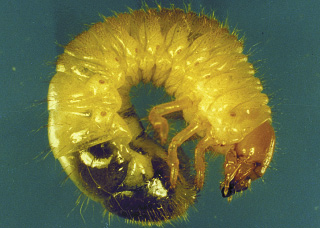 Japanses beetle larva