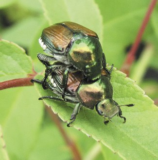 Japanese beetles mating