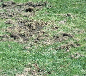 Secondary turf damage by animals feeding on grubs