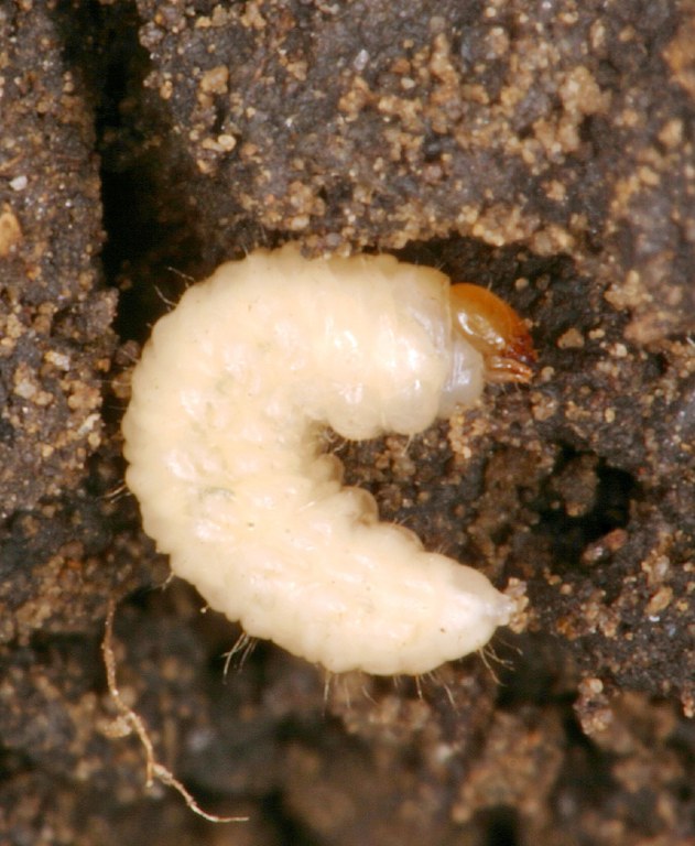 Figure 2 Larva of pea leaf weevil
