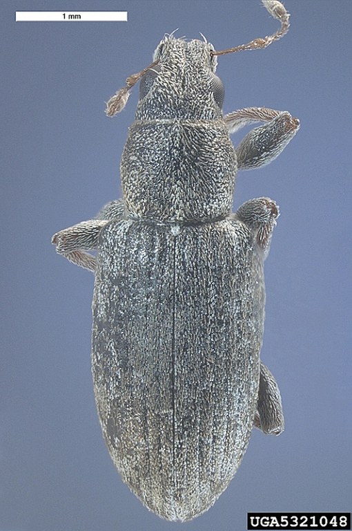Figure 5, Adult sweet clover weevil