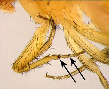 Male SWD foreleg showing tarsal combs