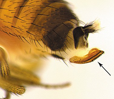Close-up of ovipositor