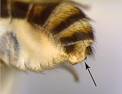 Close-up of non-SWD ovipositor