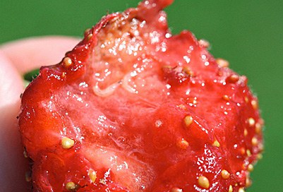 Larvae in strawberry fruit