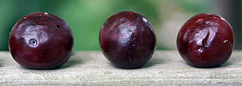Puncture marks in cherry from femal SWD