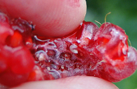 Damage to fruit by larval feeding