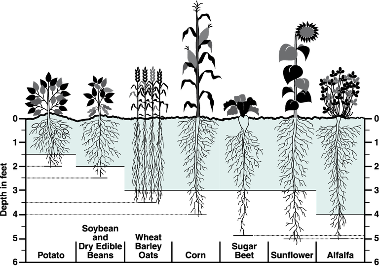 Figure 1 root zone depths