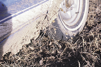 Inspect vehicles carefully if they have come from a knapweed infested area.